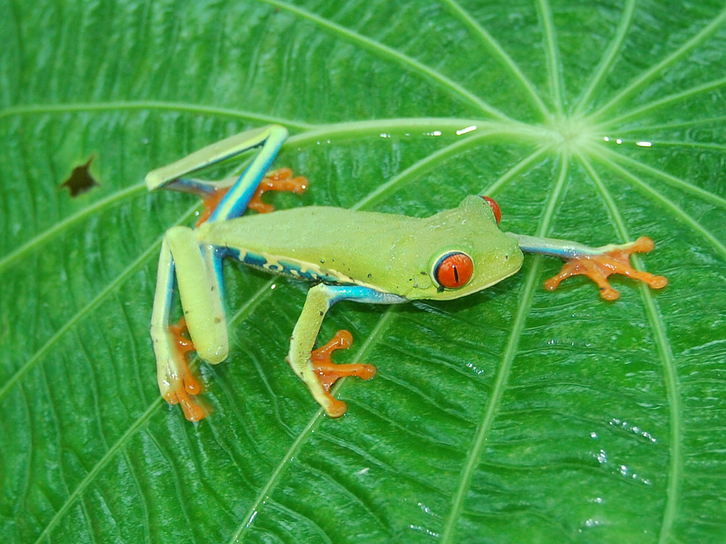 How a Rainforest Changed Our Company SweetRush CSR Sustainability