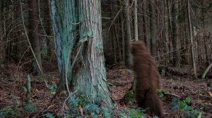 Learning Game Designers Game-Based Learning Bigfoot